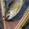 Leisure Sports Landing Fly Fishing Net Equipment, Clear Rubber Mesh, Wooden Handle Angler Tool for Catch and Release 330297HXR - alternate 3